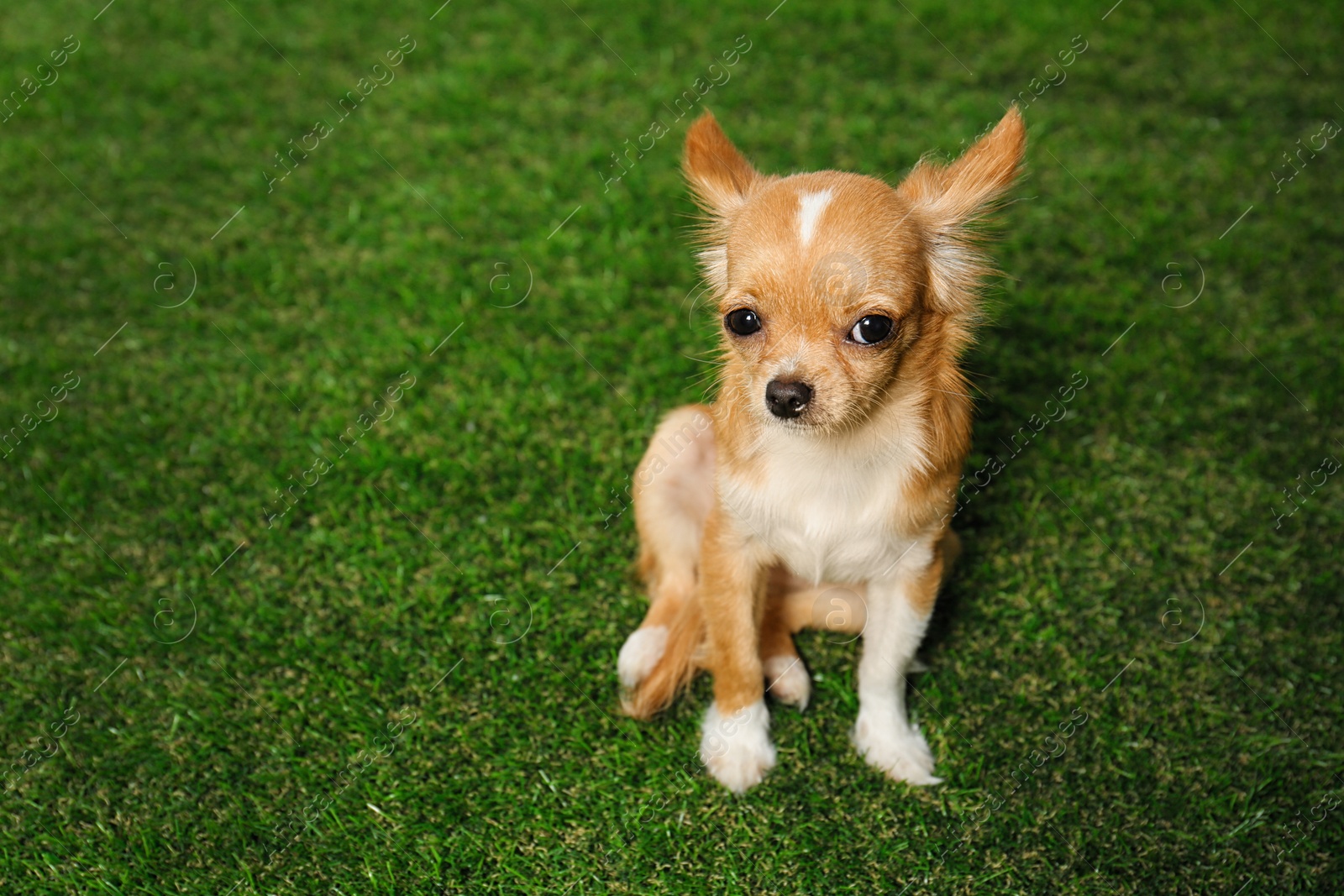 Photo of Cute small Chihuahua dog on green grass. Space for text
