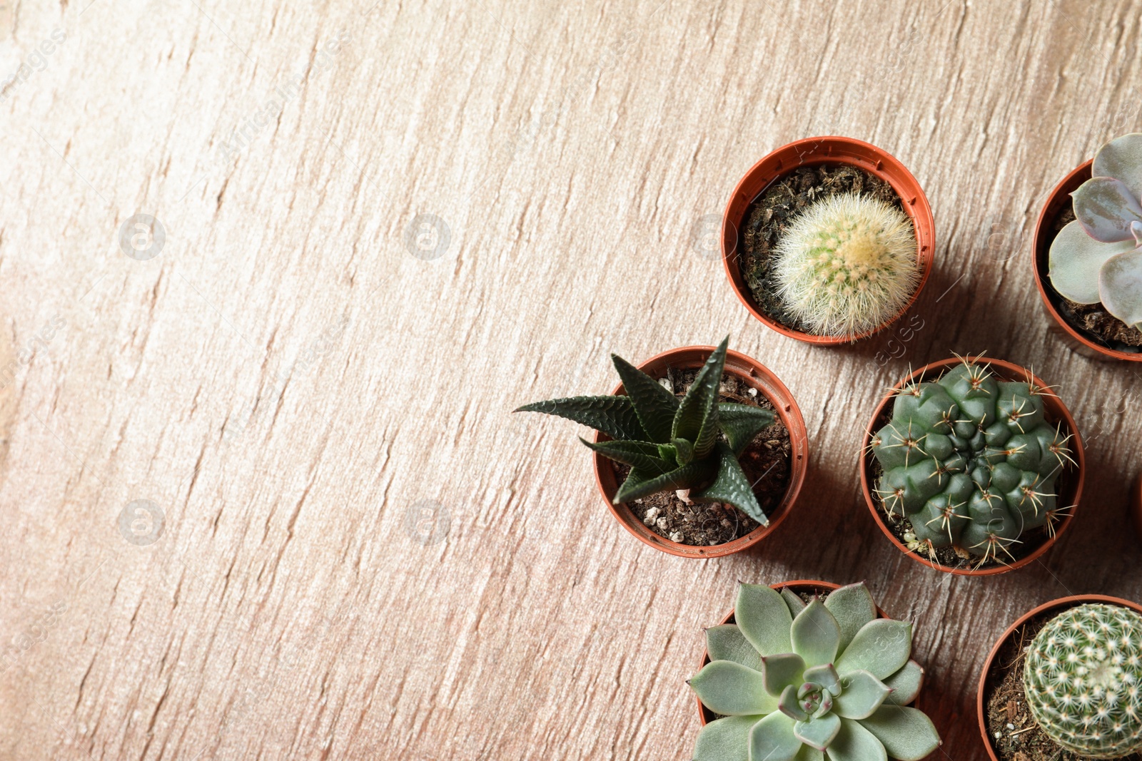 Photo of Flat lay composition with different succulent plants in pots on table, space for text. Home decor