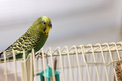 Photo of Beautiful bright parrot on cage indoors. Exotic pet