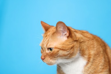 Photo of Cute ginger cat on light blue background, space for text. Adorable pet
