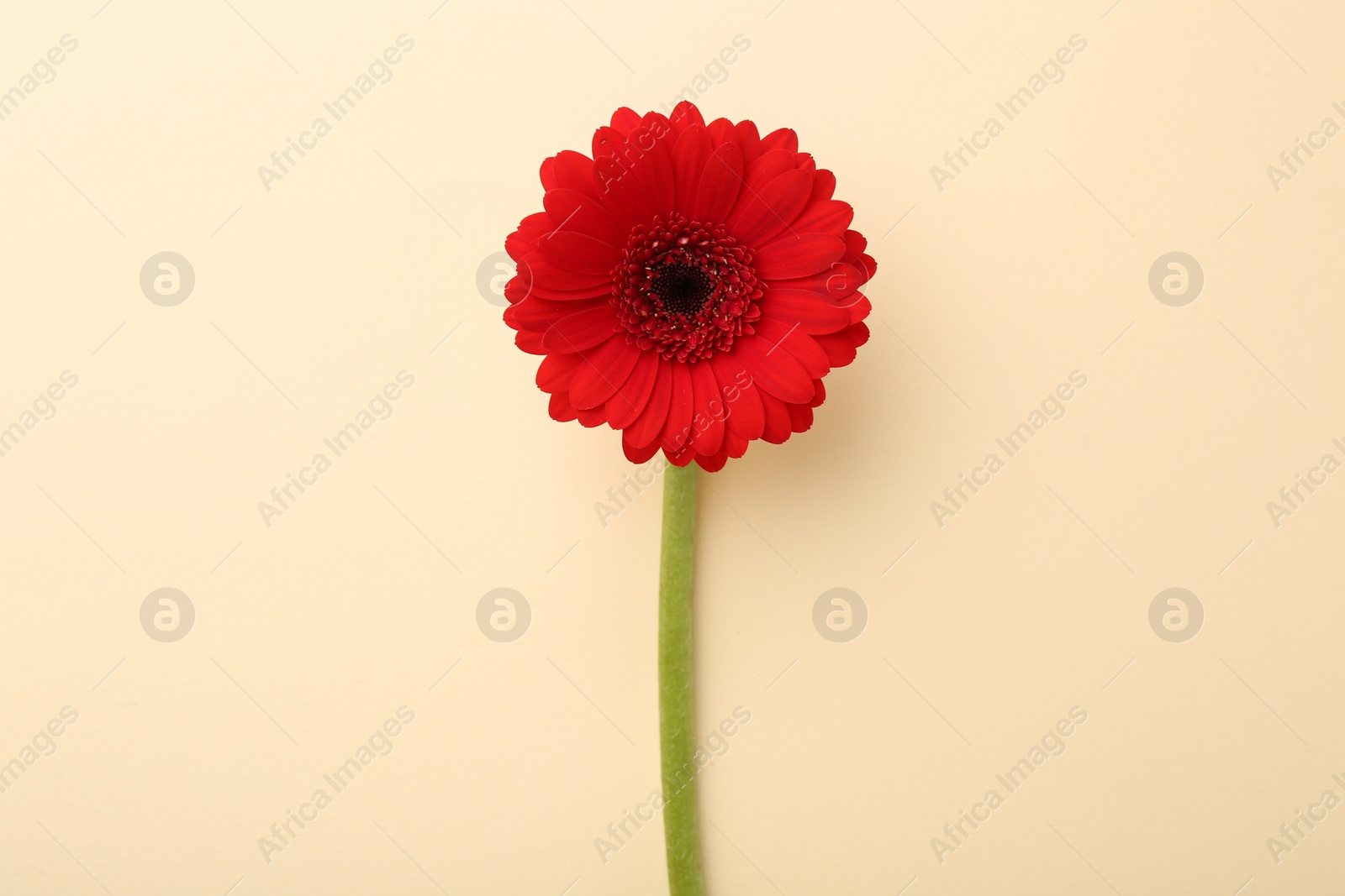 Photo of Beautiful red gerbera flower on beige background, top view