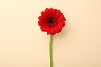 Photo of Beautiful red gerbera flower on beige background, top view