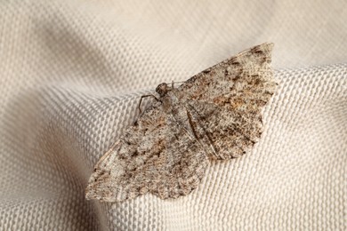 Photo of Single Alcis repandata moth on beige cloth, closeup