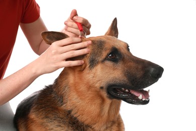 Photo of Woman taking ticks off dog on white background, closeup