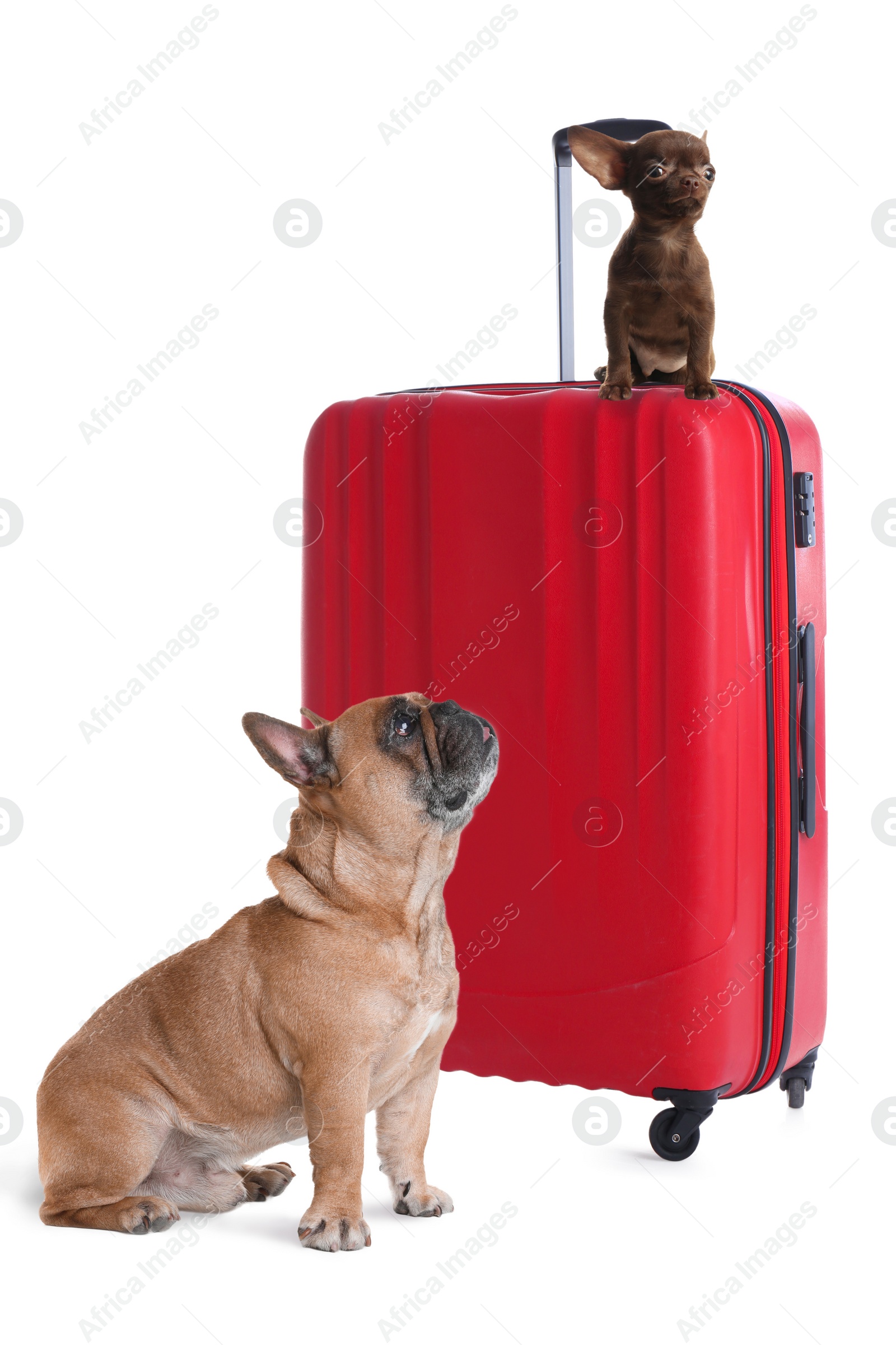 Image of Cute dogs and bright suitcase packed for journey on white background. Travelling with pet