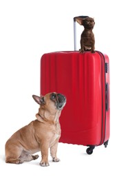 Image of Cute dogs and bright suitcase packed for journey on white background. Travelling with pet