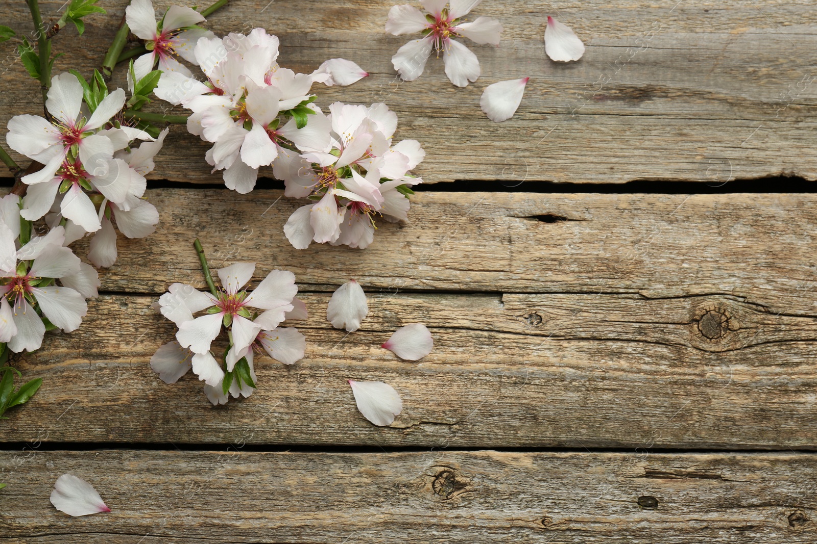 Photo of Spring season. Beautiful blossoming tree branch and flower petals on wooden table, flat lay. Space for text