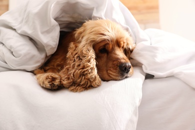 Cute English cocker spaniel covered with soft blanket on bed