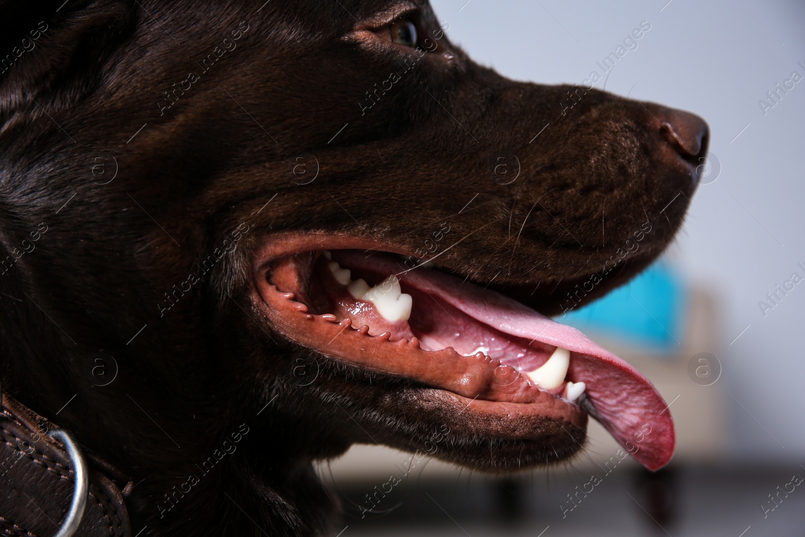 Photo of Chocolate Labrador retriever showing its teeth indoors, closeup