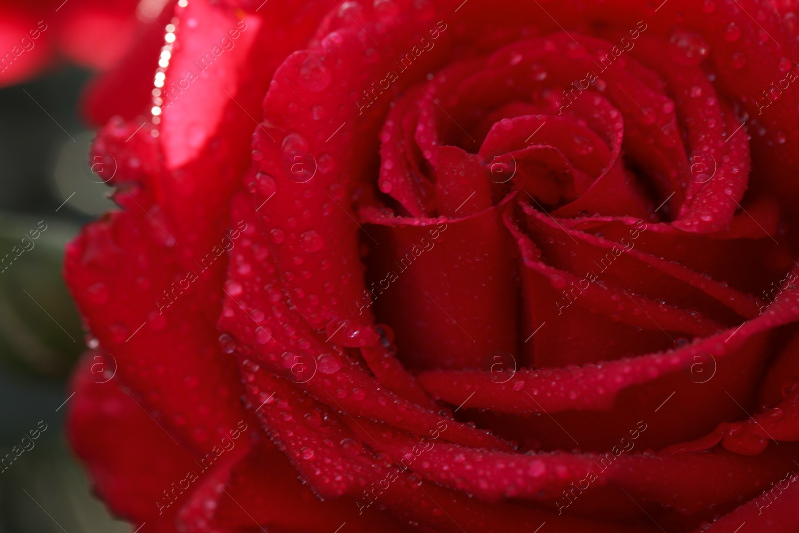 Photo of Closeup view of beautiful blooming rose as background