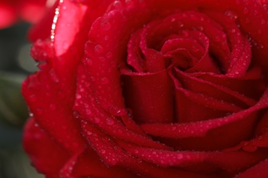 Photo of Closeup view of beautiful blooming rose as background