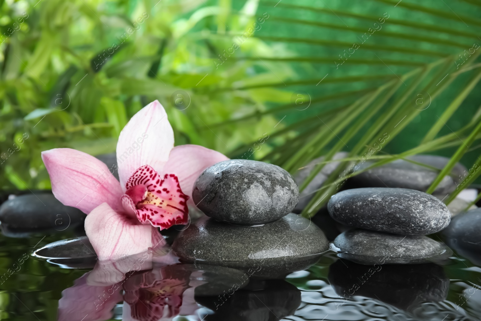 Photo of Zen stones and exotic flower in water against blurred background. Space for text