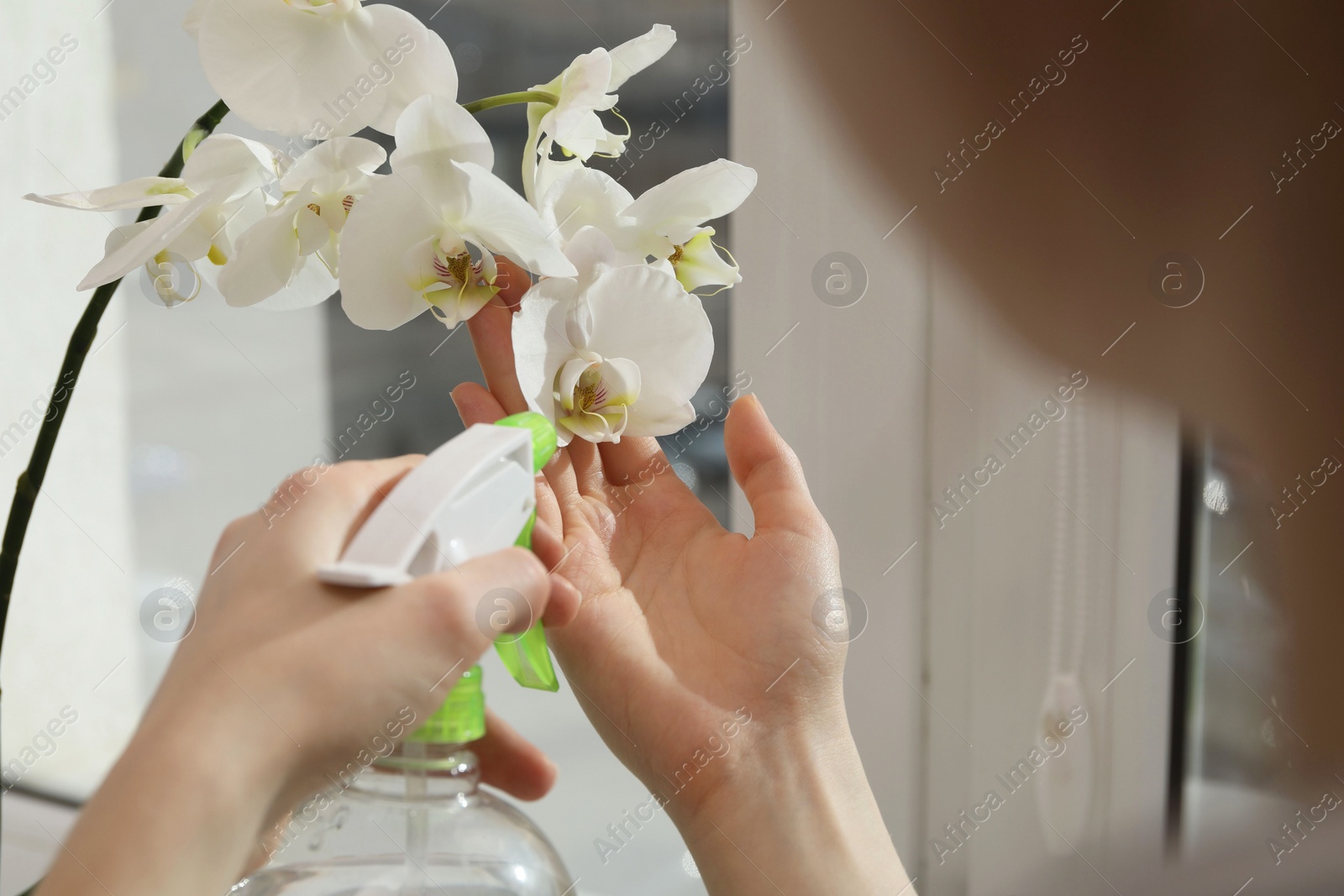 Photo of Woman spraying blooming white orchid flowers with water near window, closeup