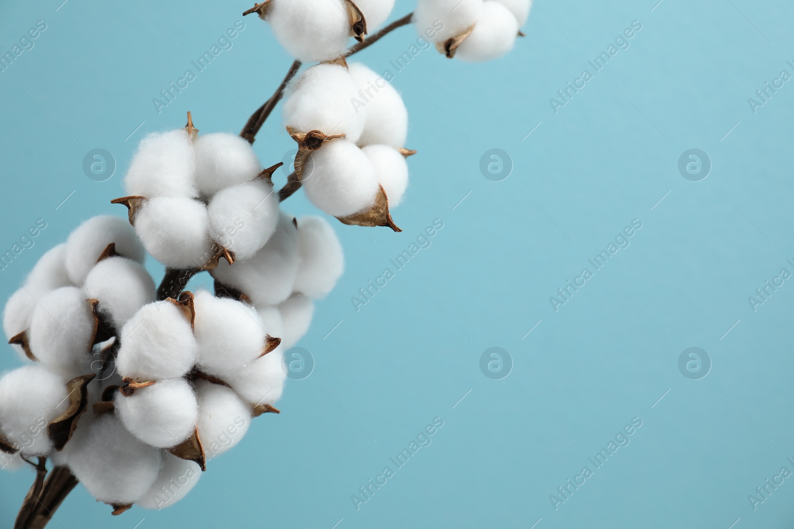 Photo of Beautiful cotton branch with fluffy flowers on light blue background, space for text