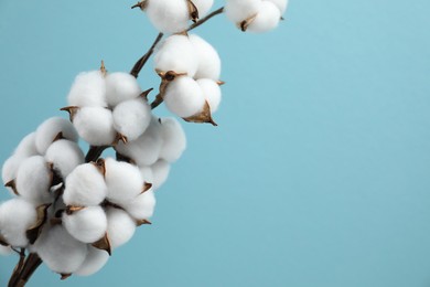 Beautiful cotton branch with fluffy flowers on light blue background, space for text