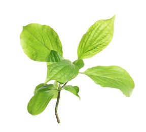 Branch with green leaves on white background