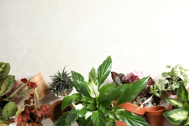 Photo of Flat lay composition with pots and home plants on light background. Space for text