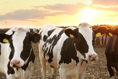 Photo of Pretty cows on farm at sunset Animal husbandry