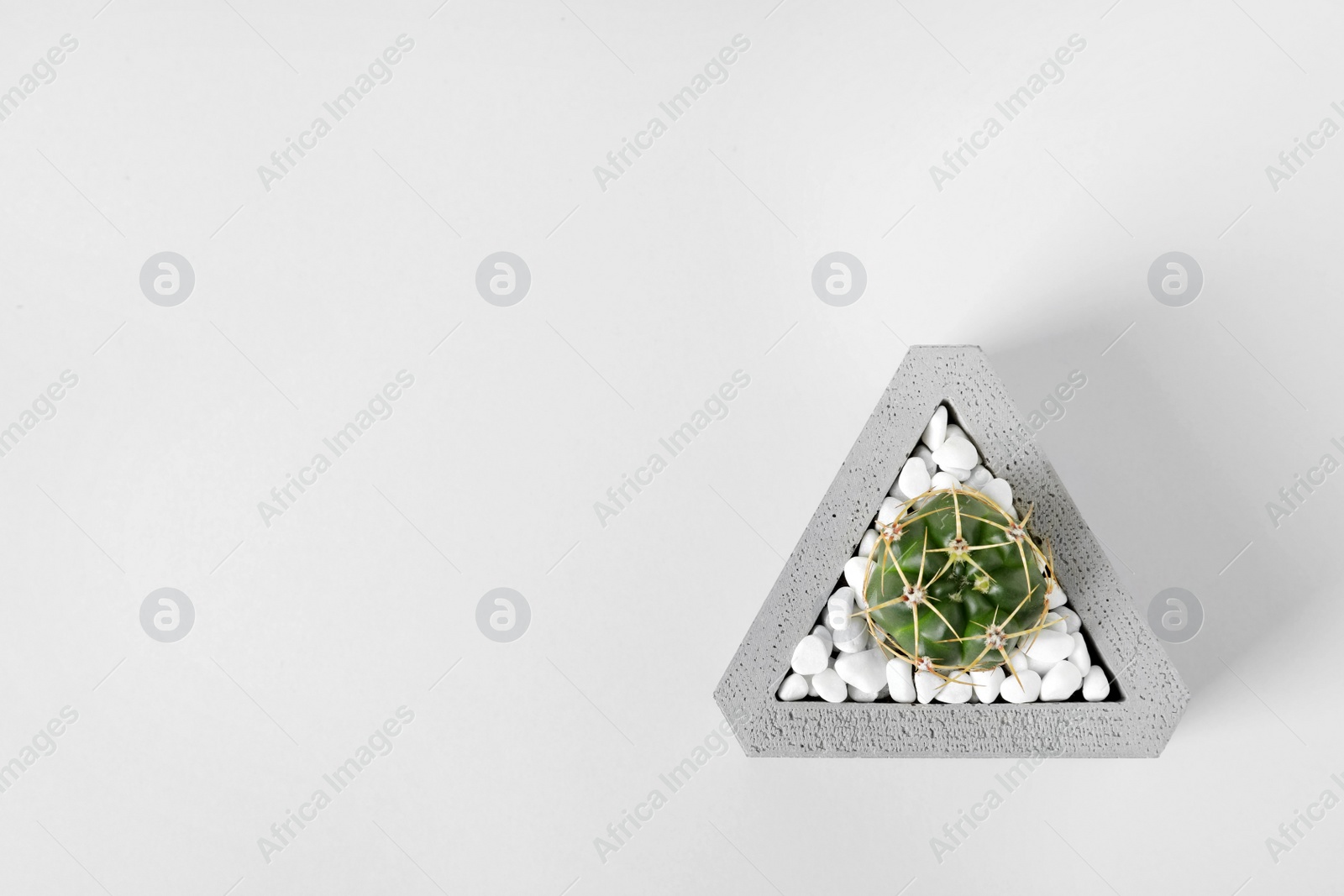 Photo of Beautiful succulent plant in stylish flowerpot on light background, top view with space for text. Home decor