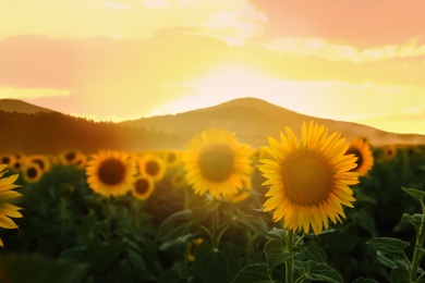 Image of Beautiful sunflower field near mountains at sunset