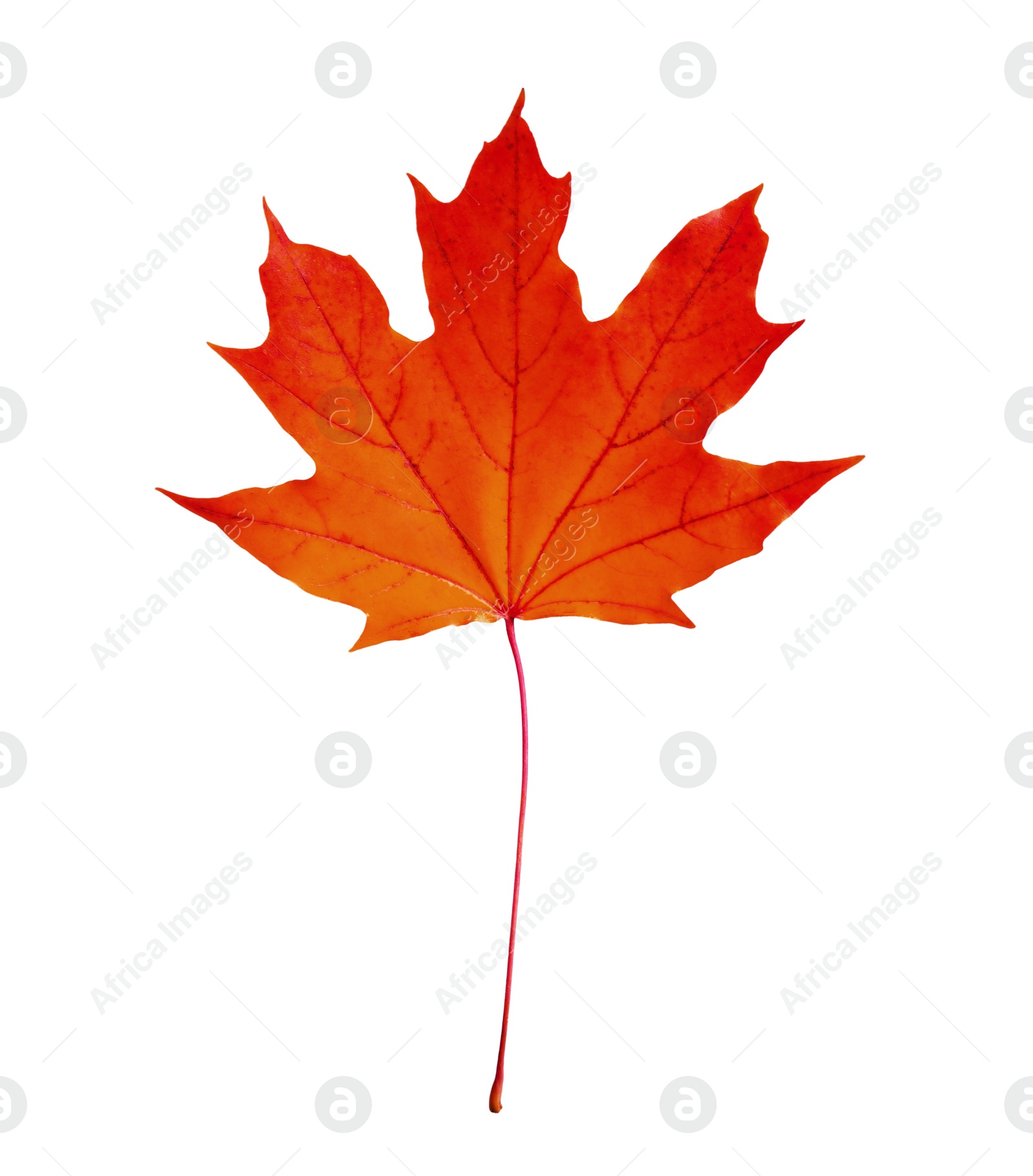 Image of Beautiful red maple leaf isolated on white. Autumn season