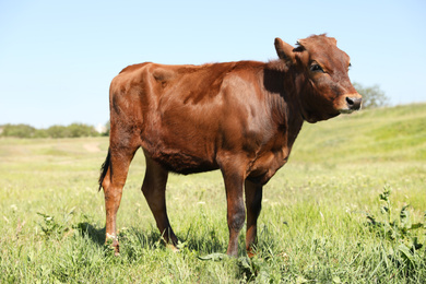 Photo of Cute brown calf on green pasture. Animal husbandry
