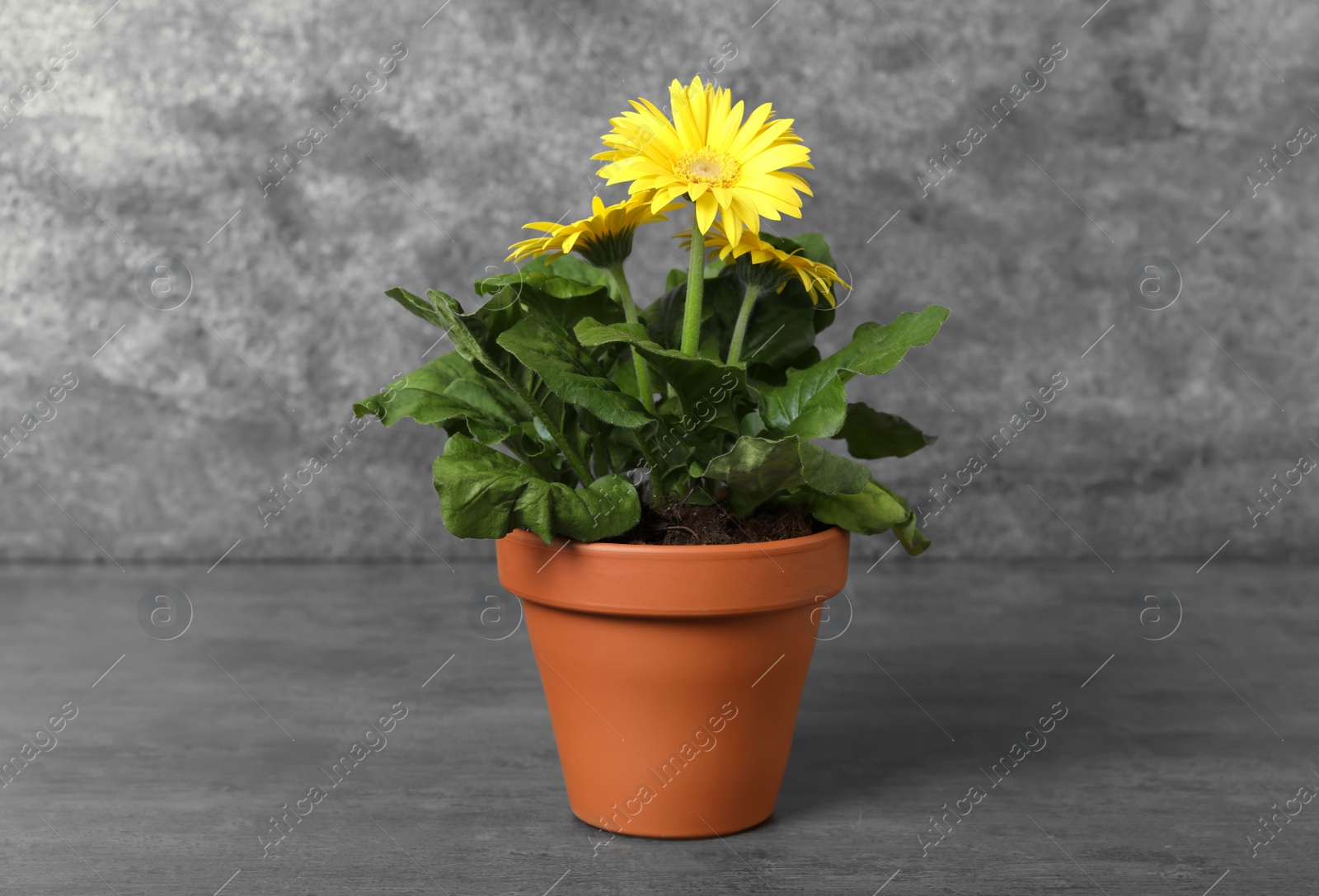 Photo of Beautiful blooming gerbera flower in pot on grey table