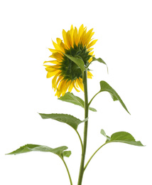 Beautiful bright blooming sunflower isolated on white