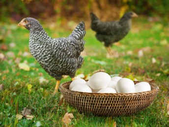 Image of Fresh eggs in wicker bowl and chickens on farm