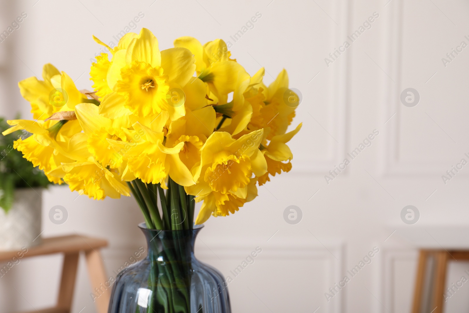 Photo of Beautiful daffodils in vase indoors, closeup. Space for text