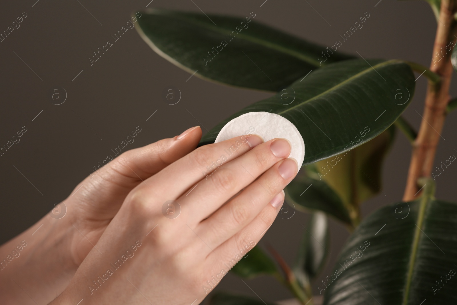 Photo of Woman wiping houseplant's leaves with cotton pad against grey wall, closeup