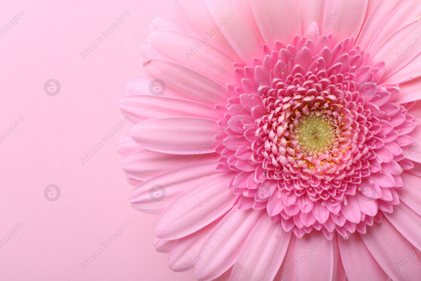 Photo of One beautiful tender gerbera flower on pink background, top view. Space for text