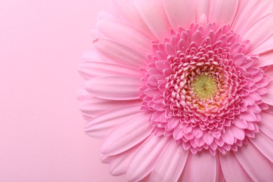 Photo of One beautiful tender gerbera flower on pink background, top view. Space for text