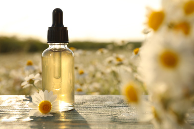 Bottle of chamomile essential oil on blue wooden table in field. Space for text