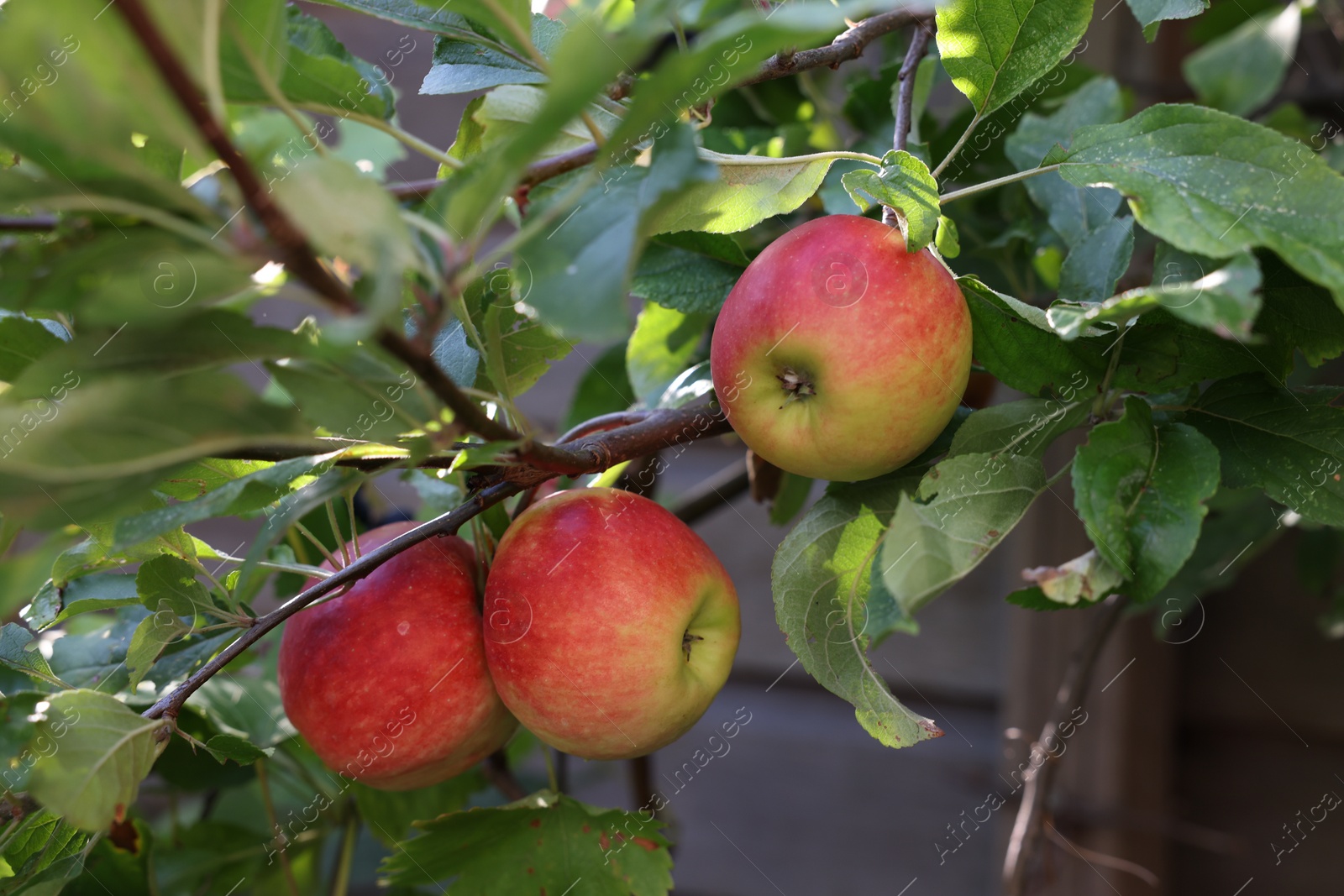 Photo of Ripe red apples on tree in garden