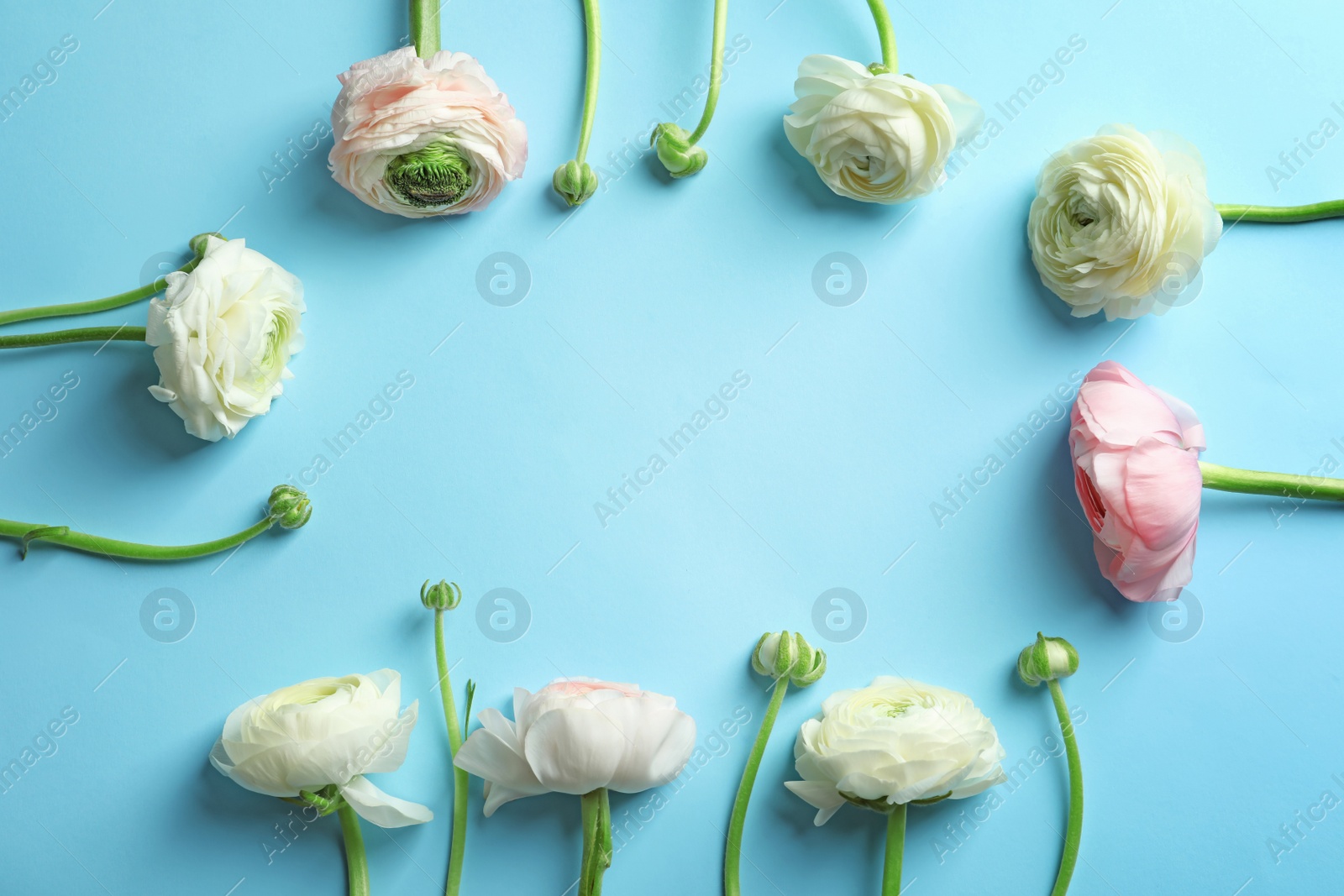 Photo of Frame made of beautiful ranunculus flowers on color background