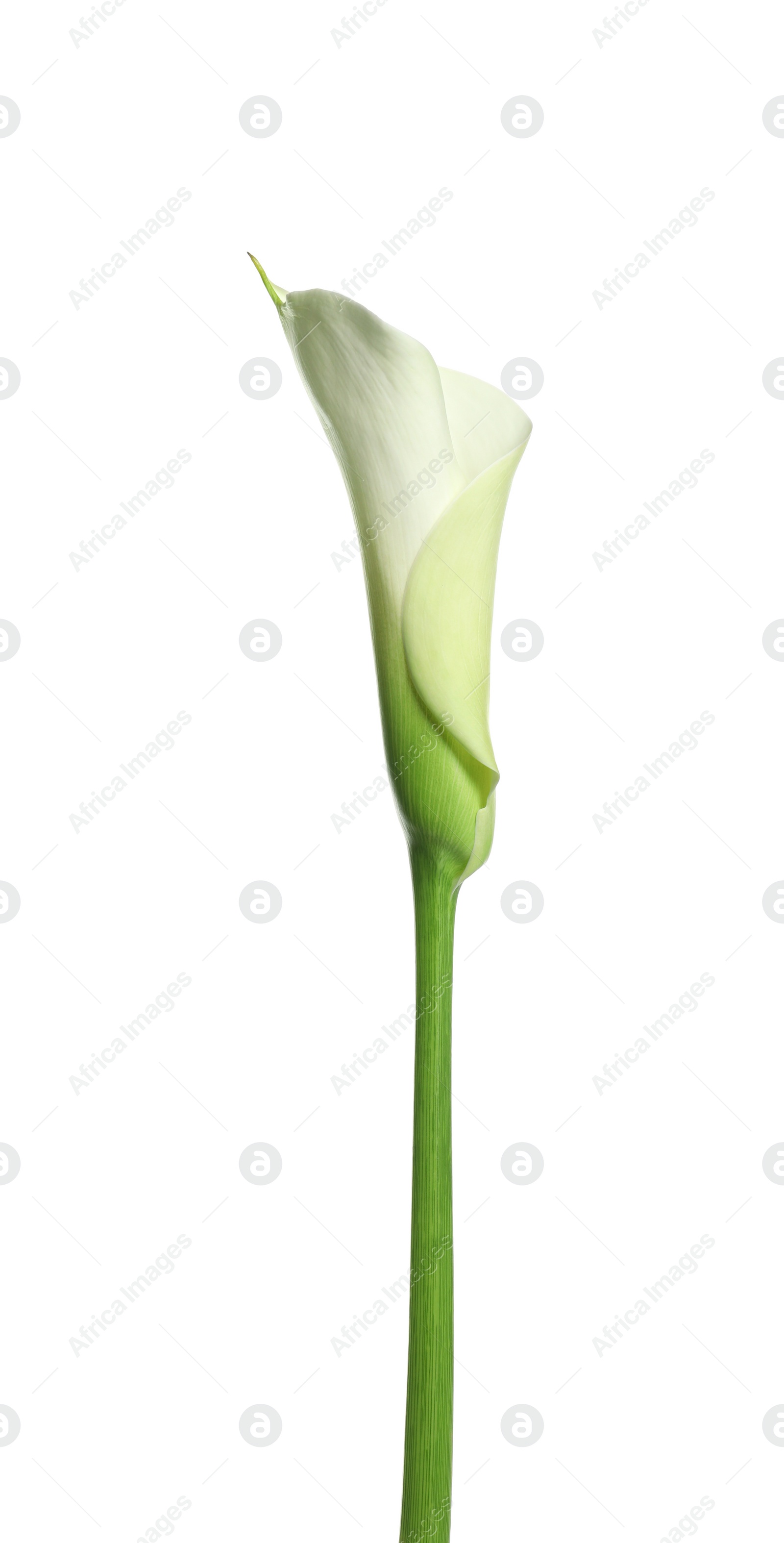 Photo of Beautiful calla lily flower on white background