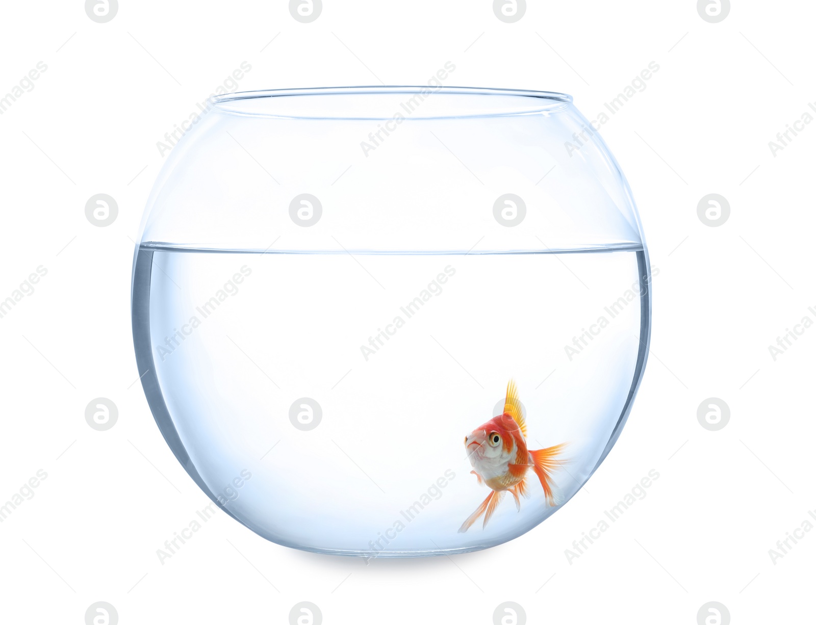 Photo of Beautiful bright small goldfish in round glass aquarium isolated on white