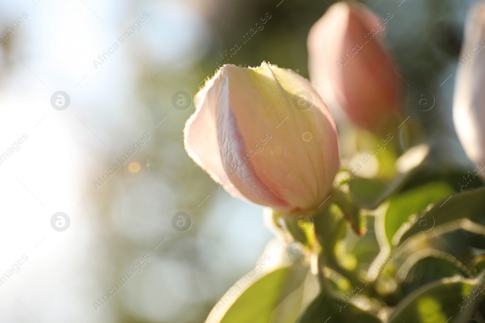 Photo of Closeup view of beautiful blossoming quince tree outdoors on spring day