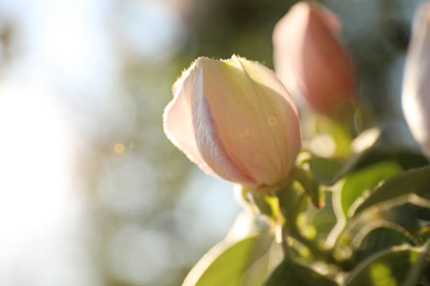 Closeup view of beautiful blossoming quince tree outdoors on spring day