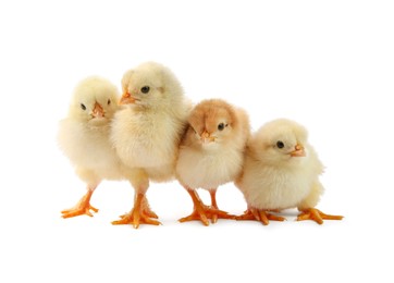 Photo of Many cute chicks isolated on white. Baby animals
