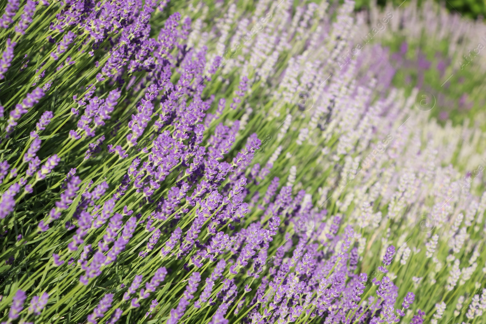 Photo of Beautiful blooming lavender plants in field on sunny day