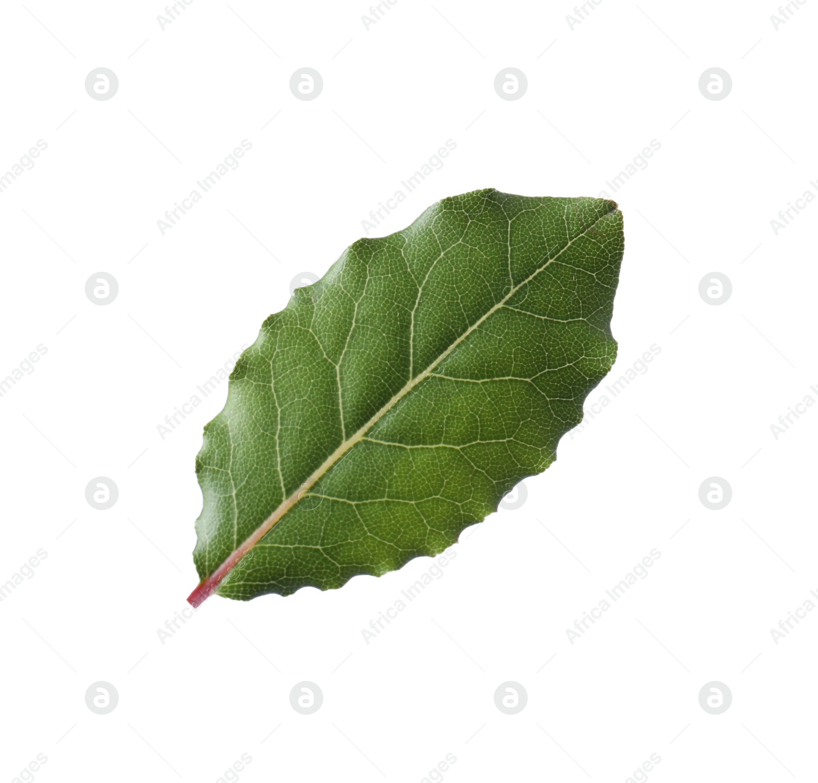 Photo of One fresh bay leaf isolated on white