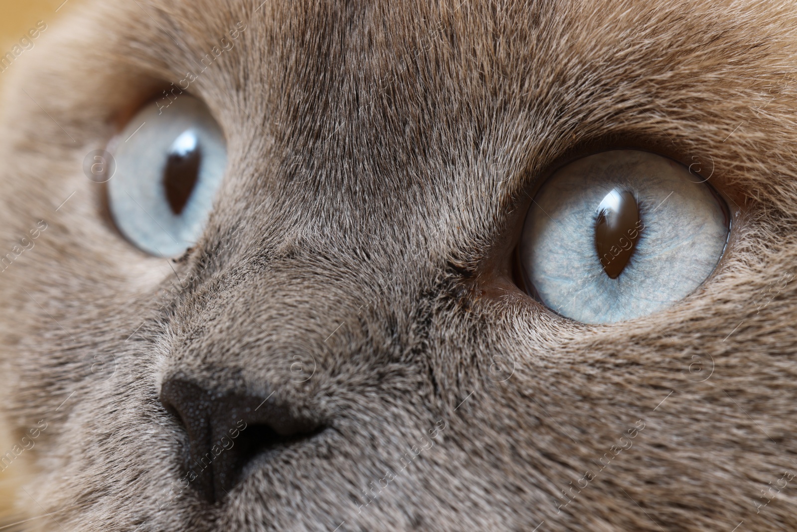 Photo of Macro photo of cat with beautiful eyes. Cute pet