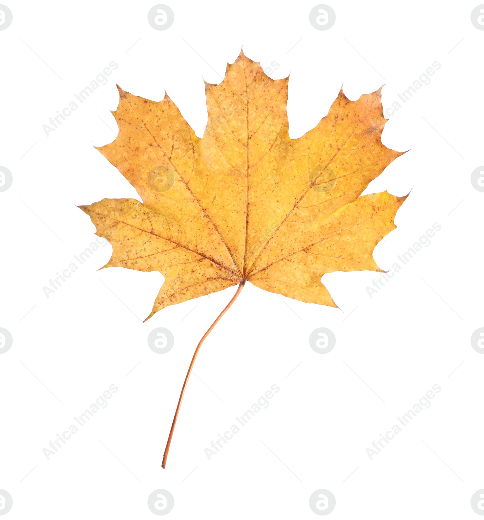 Photo of One maple leaf isolated on white. Autumn season