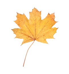 Photo of One maple leaf isolated on white. Autumn season