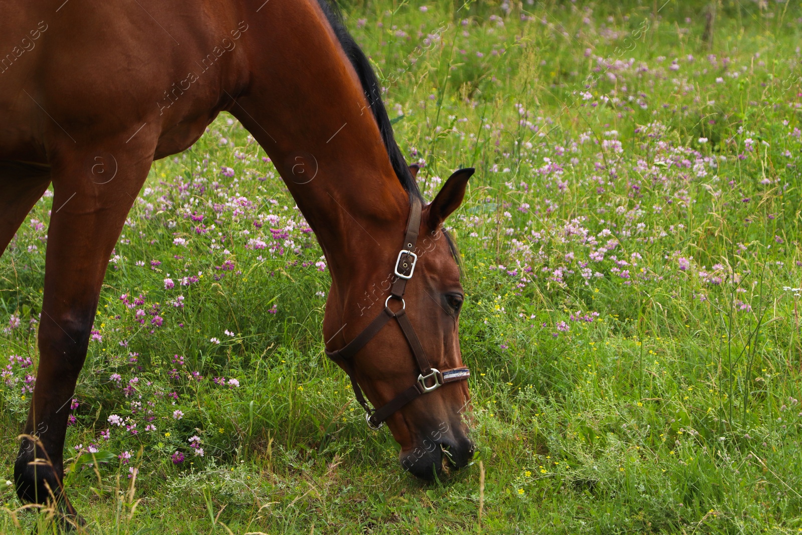 Photo of Beautiful horse grazing on green grass outdoors