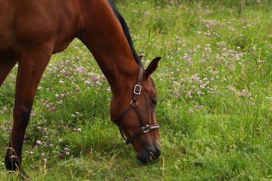 Beautiful horse grazing on green grass outdoors