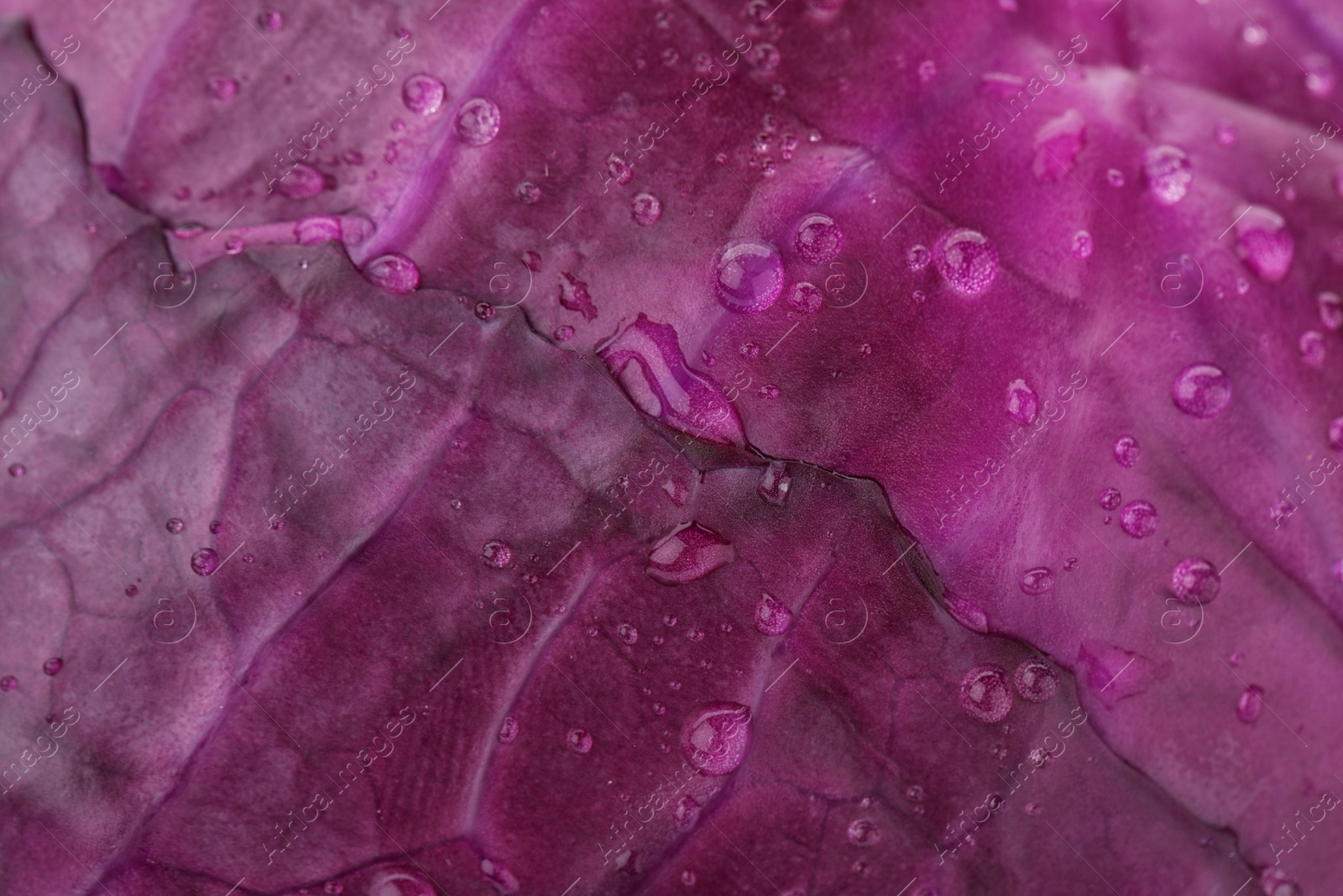 Photo of Ripe red cabbage as background, closeup view