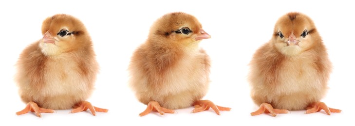 Image of Collage with small cute baby chicken isolated on white